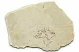 Crane Fly (Tipulidae) Mortality Plate - Green River Formation #360076-1